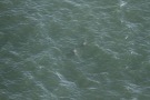 Missing Picture